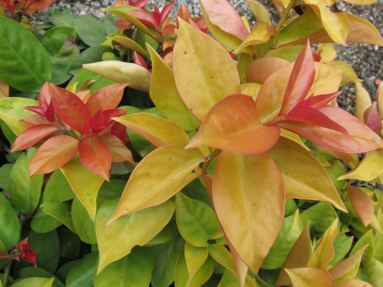 Переския вариегатная