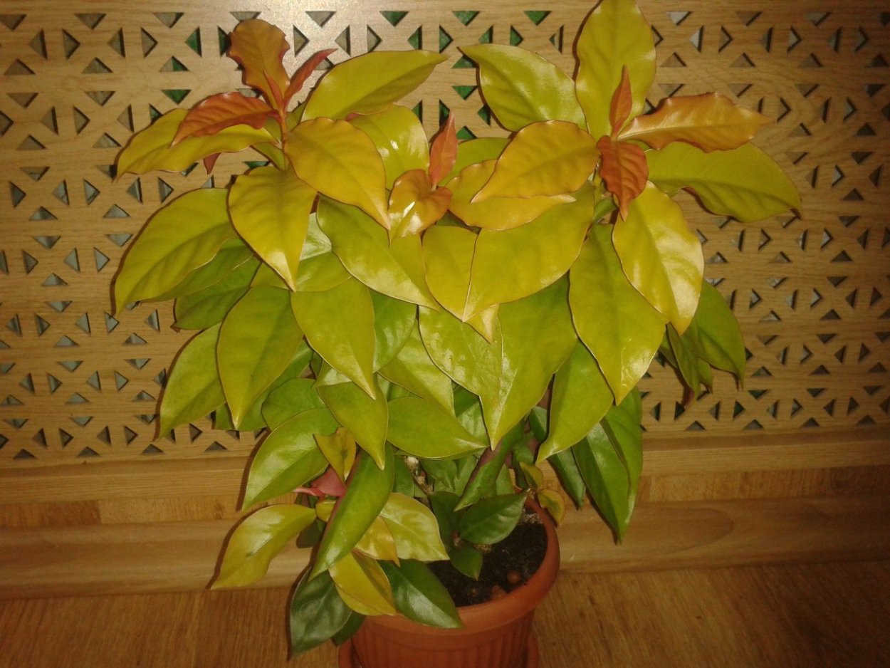 Переския Годсеффа