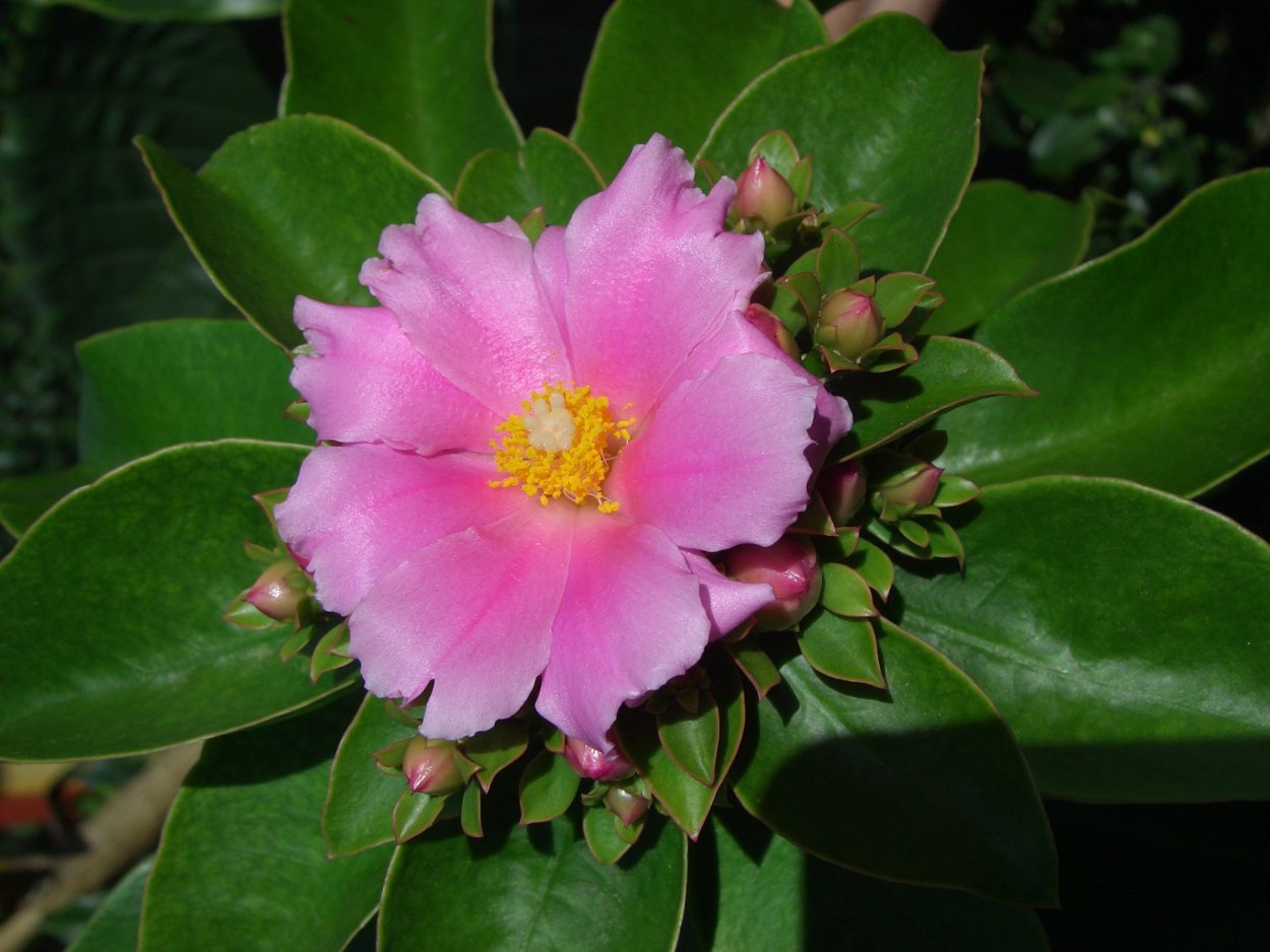 Переския шиповатая