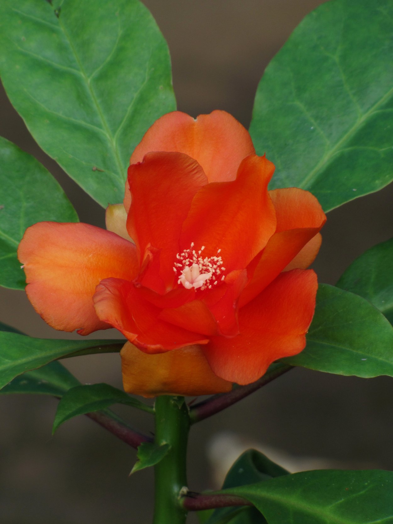 Переския блео