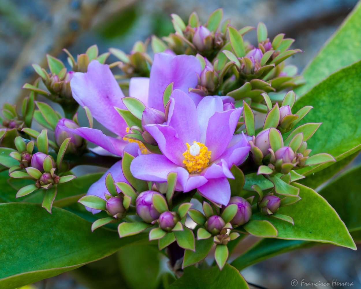 Переския суккулент