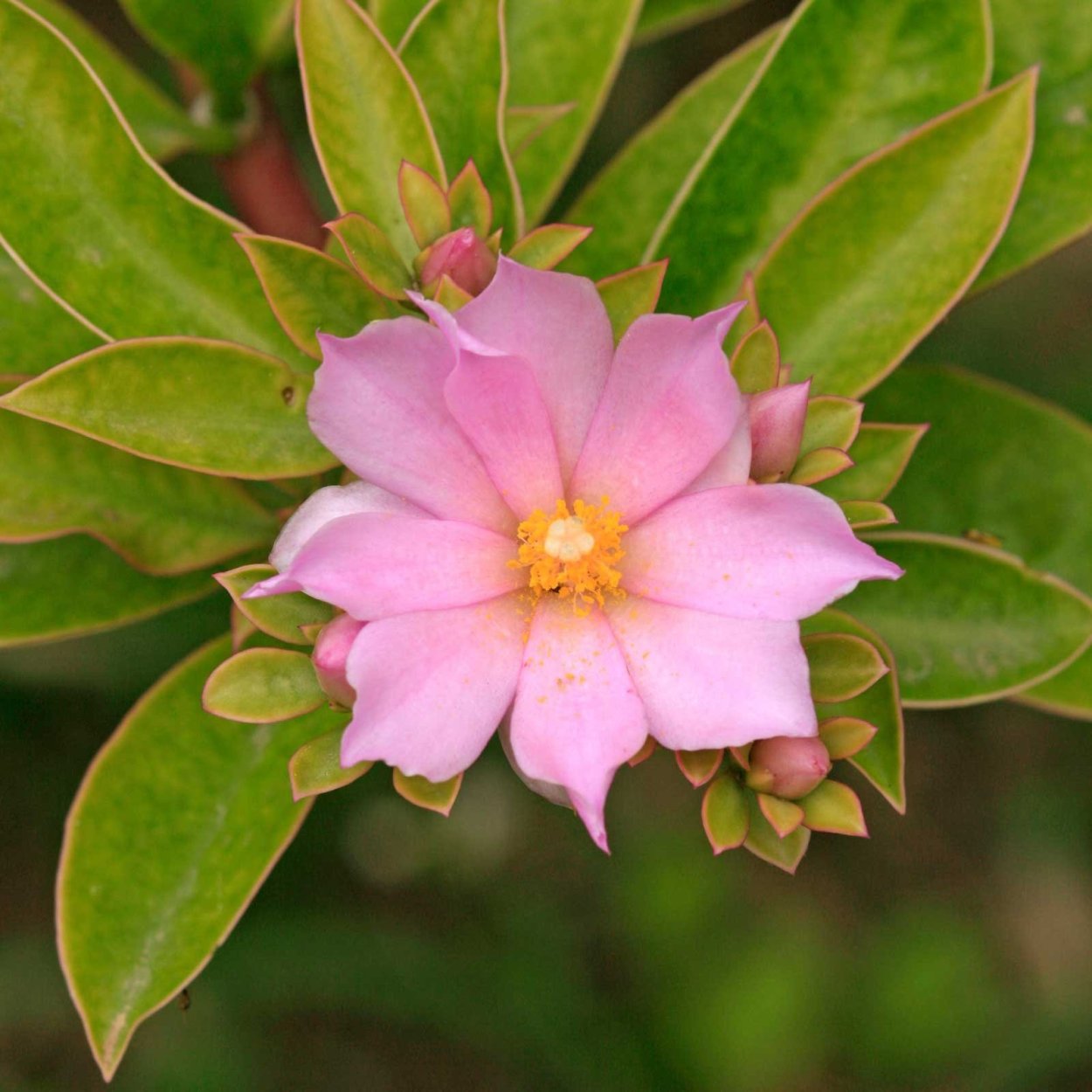 Переския Годсеффа