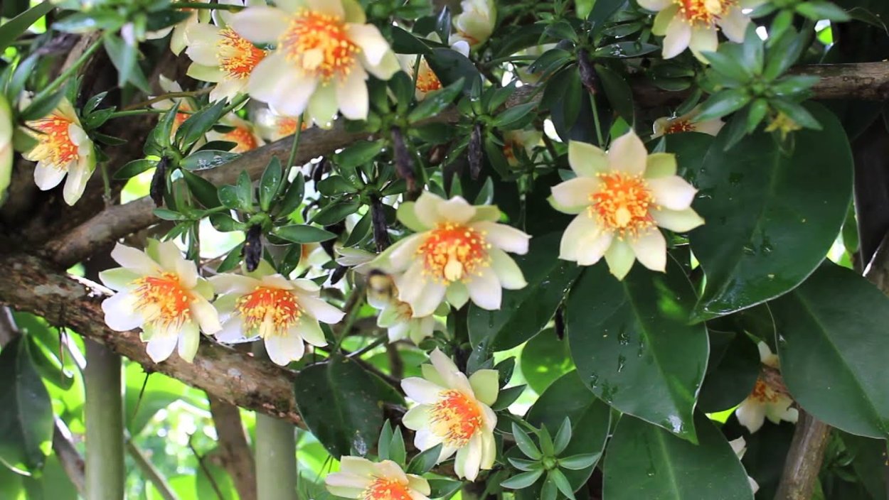 Переския шиповатая (Pereskia aculeata Miller)