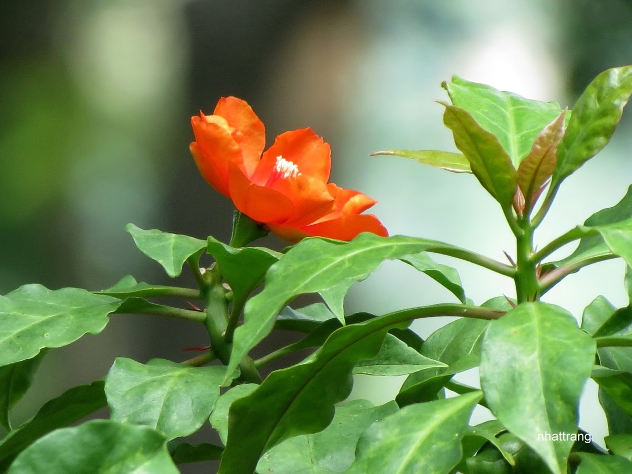 Переския фикус