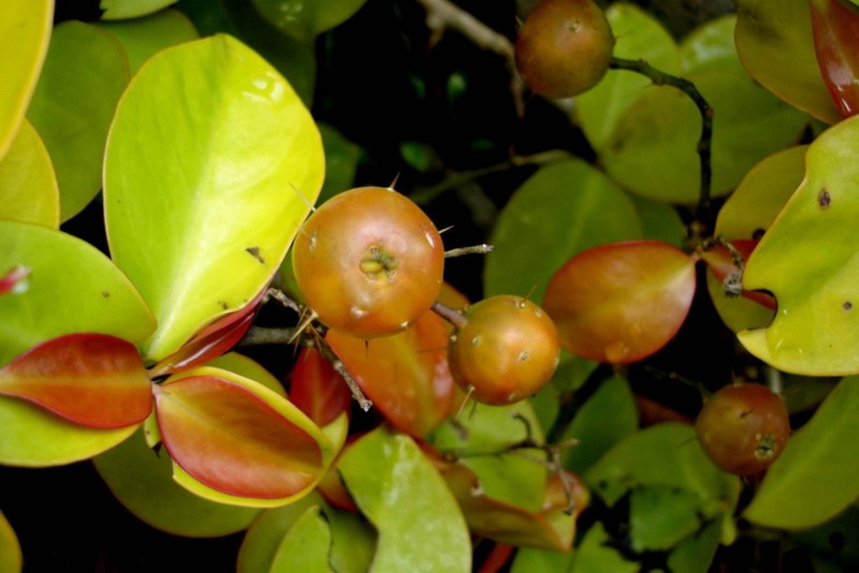 Переския Годсеффа