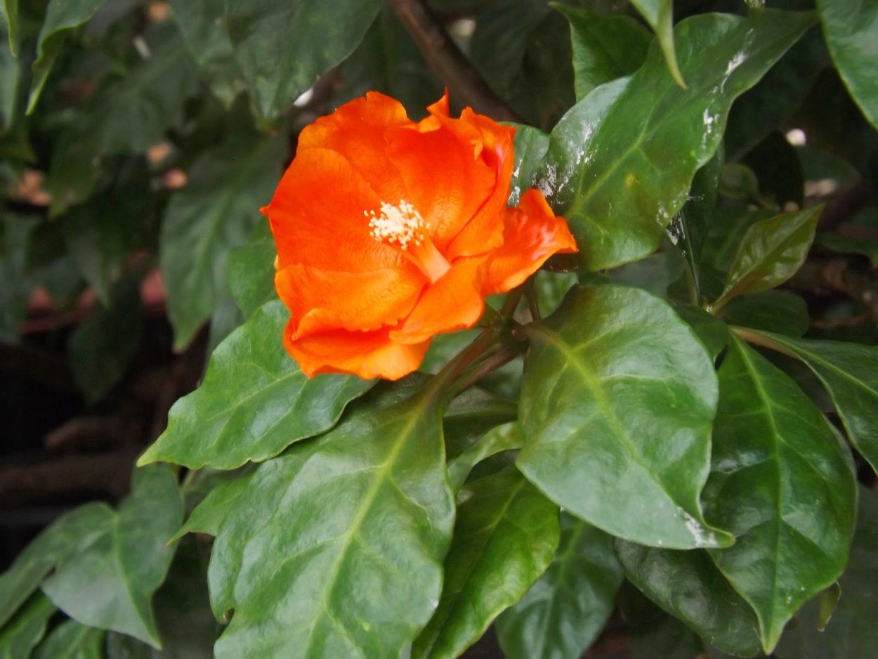 Переския блео