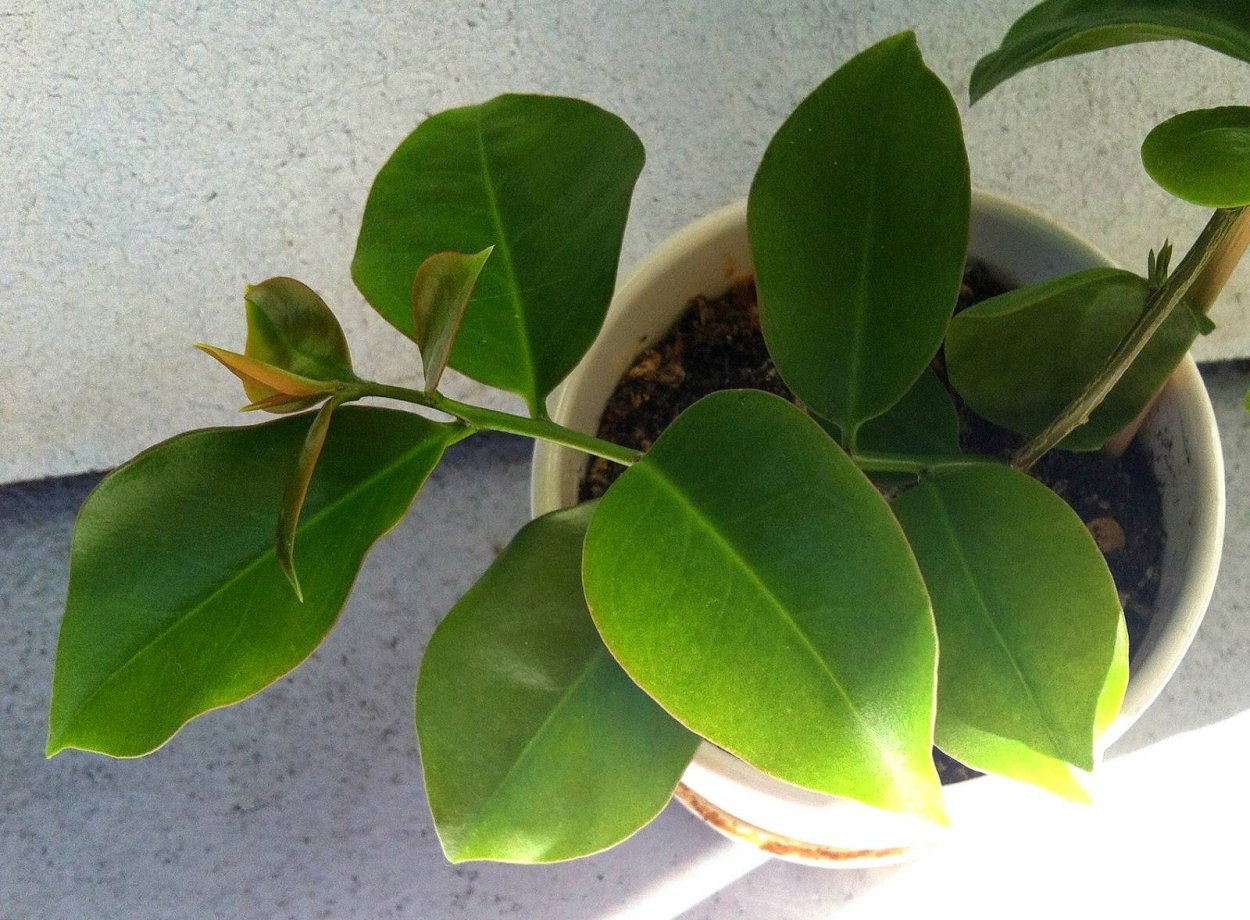 Переския колючая