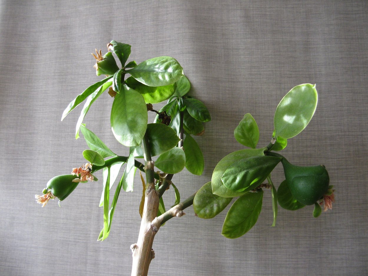 Pereskia grandifolia