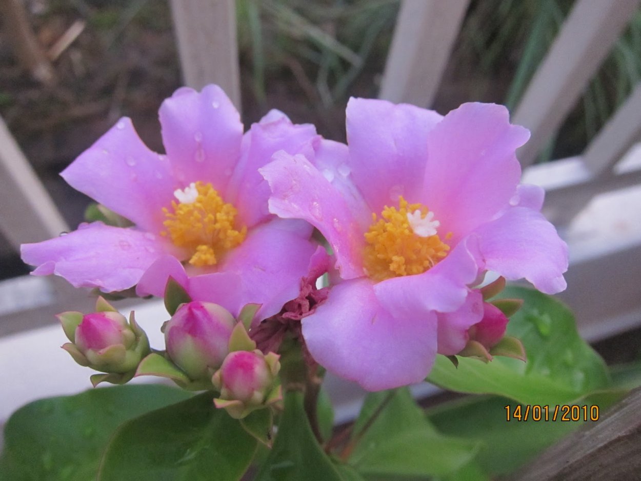 Переския грандифлора фото