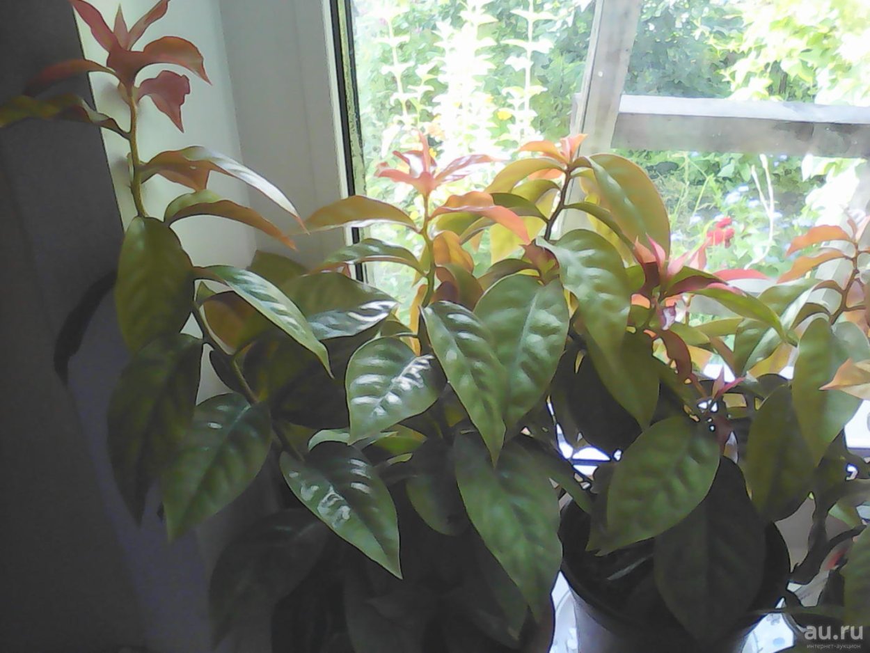 Переския Годсеффа