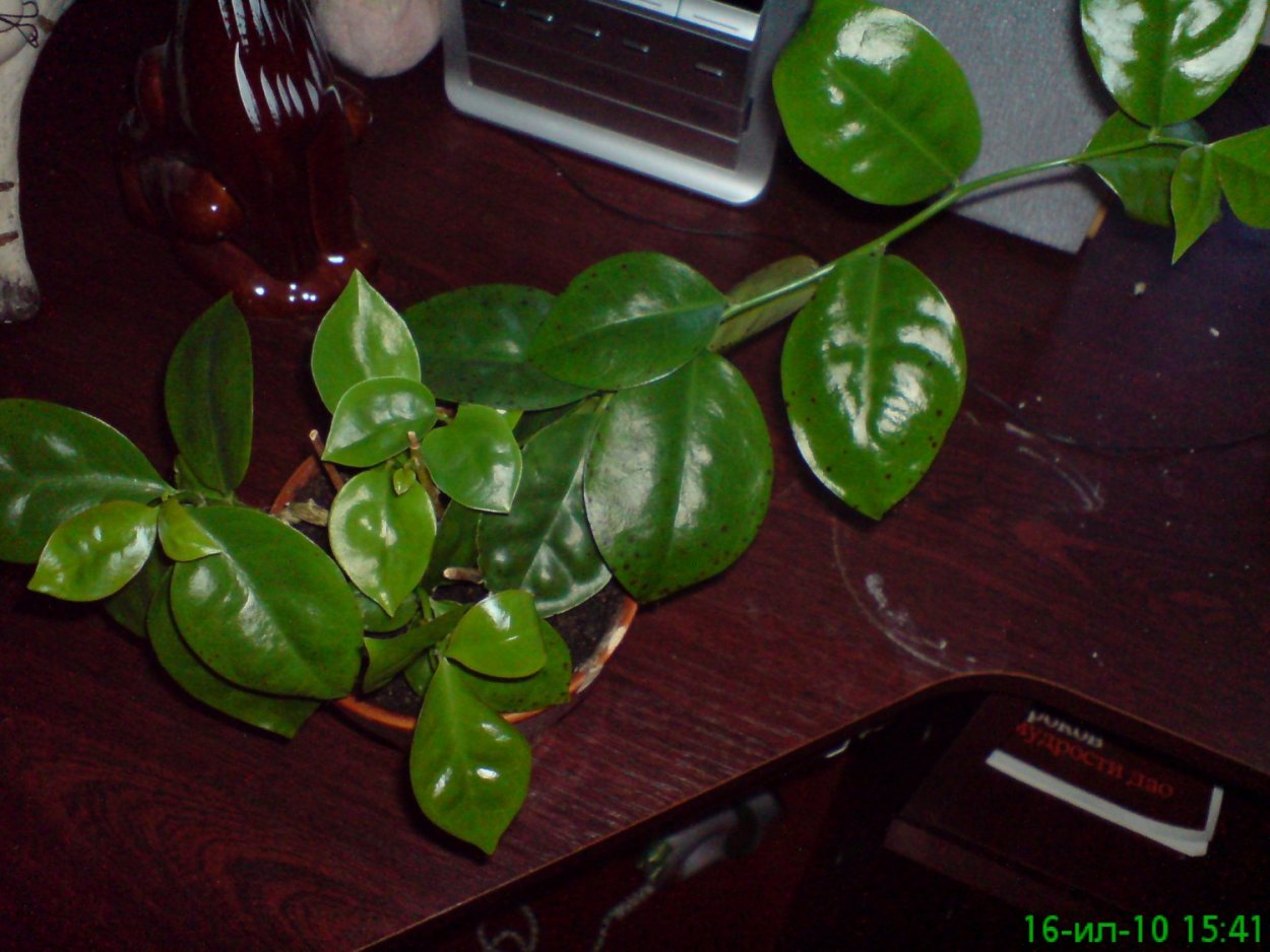 Переския Лиана