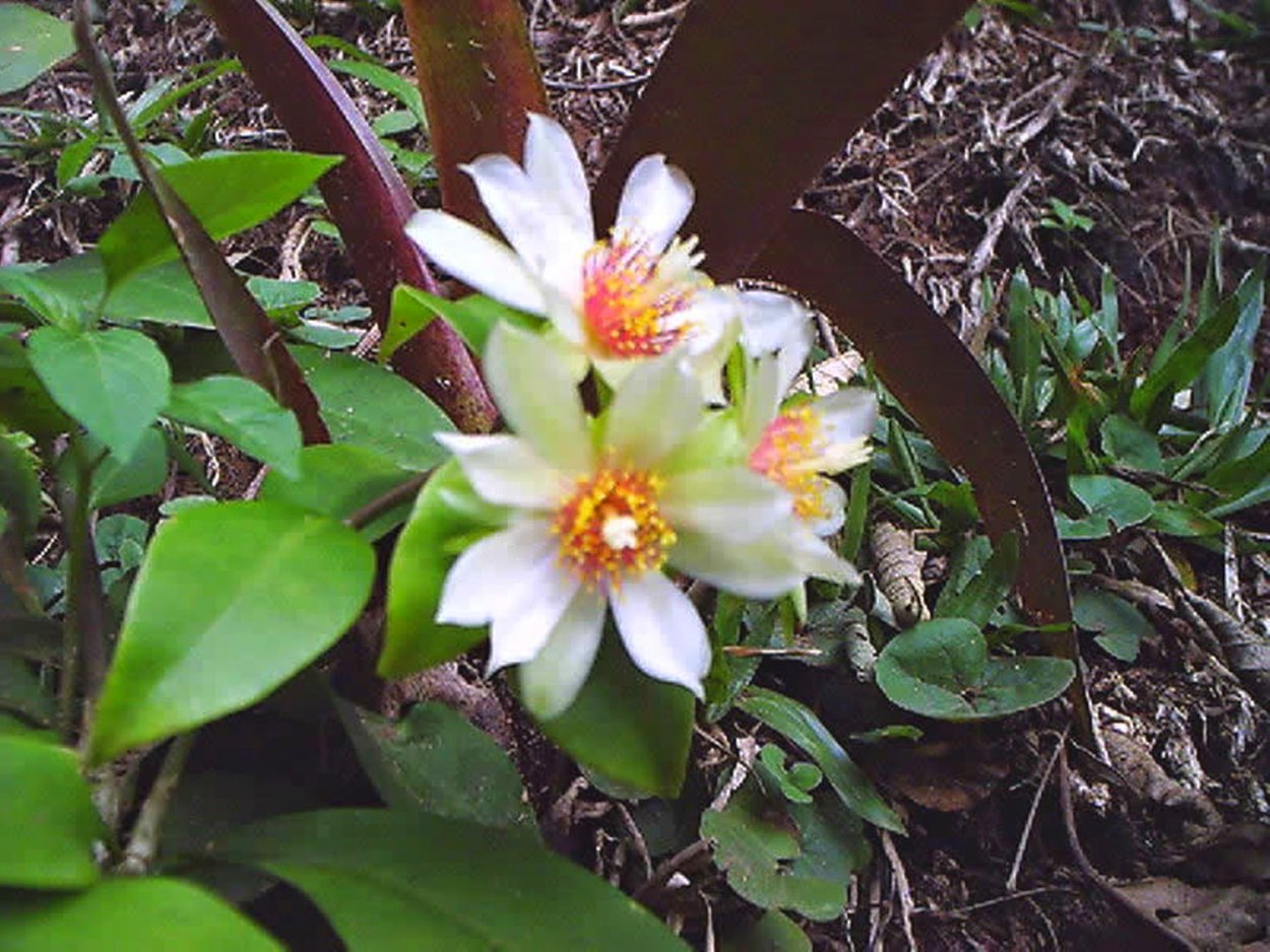 Переския шиповатая