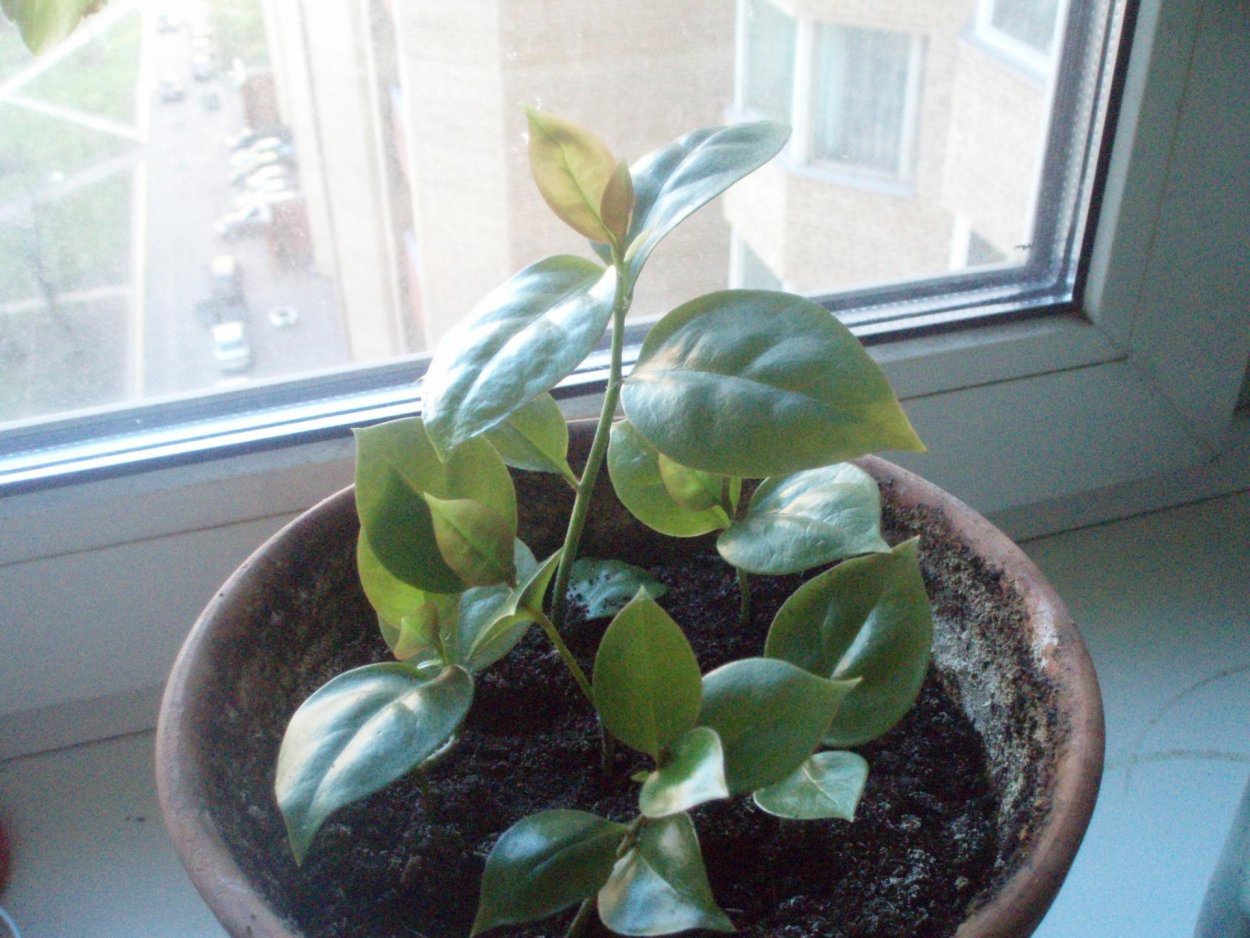 Переския акулеата