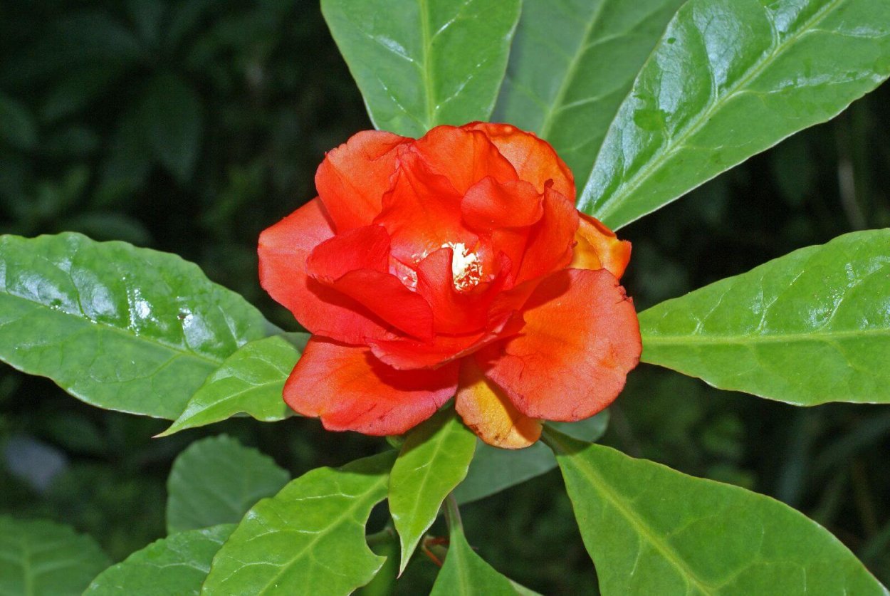 Переския шиповатая (Pereskia aculeata Miller)