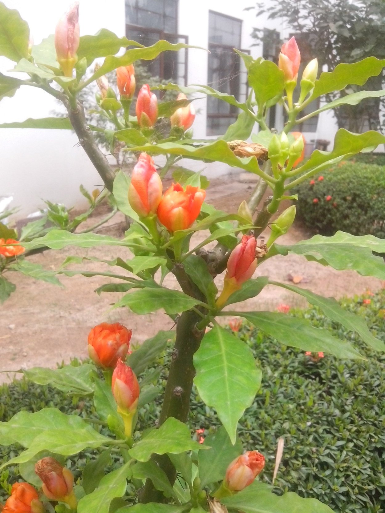 Переския блео