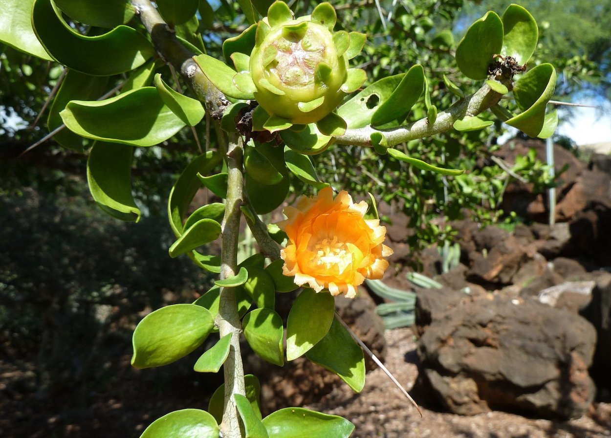 Переския с желтыми волосами