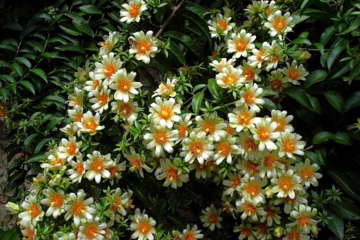 Переския акулеата