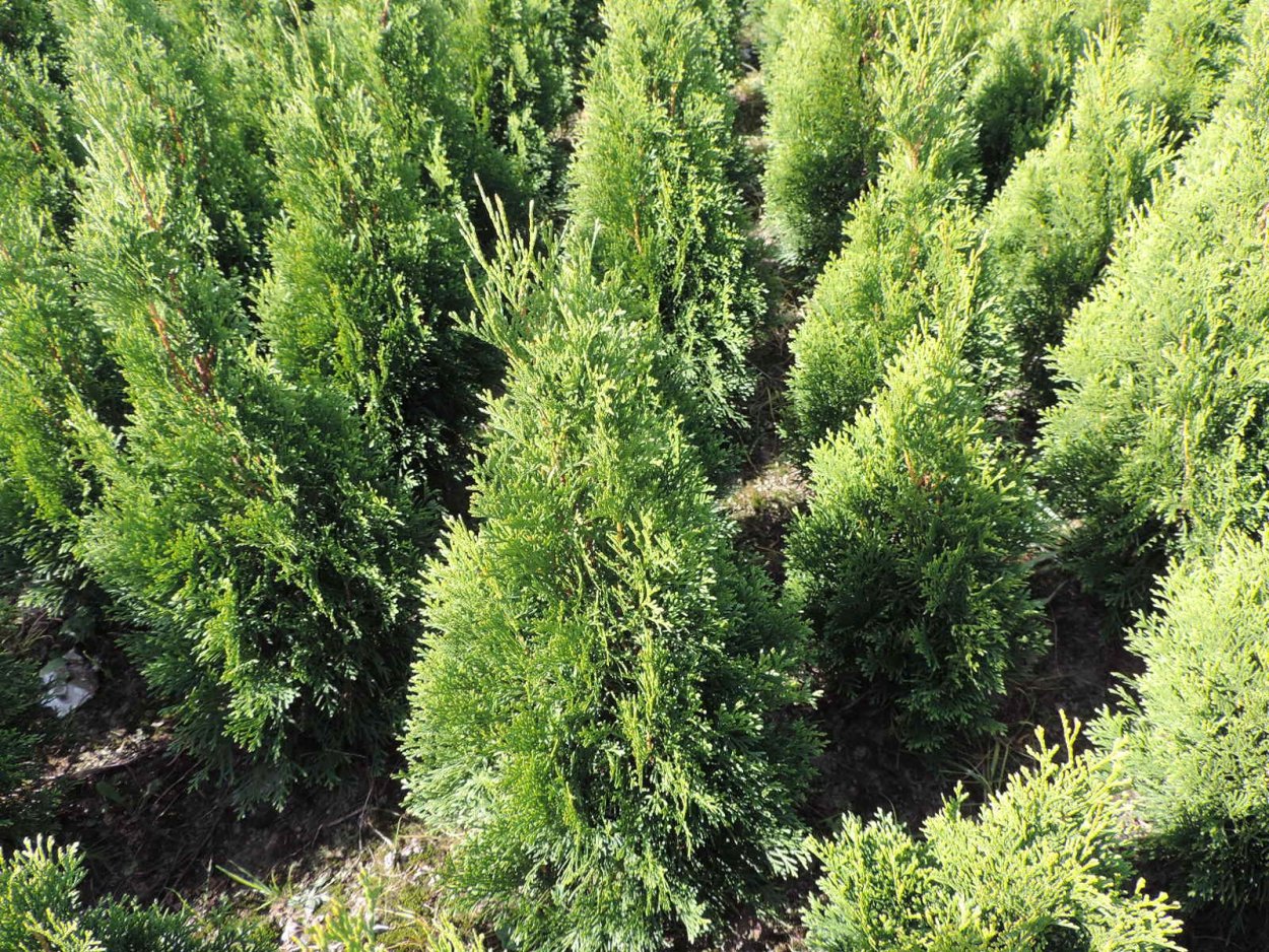 Туя Западная ‘Херцберг’ Thuja occidentalis ‘Herzberg’