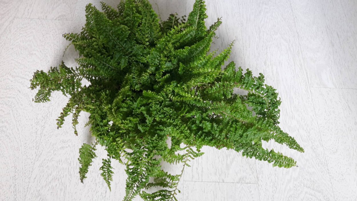 Нефролепис папоротник триждыперисторассечённый