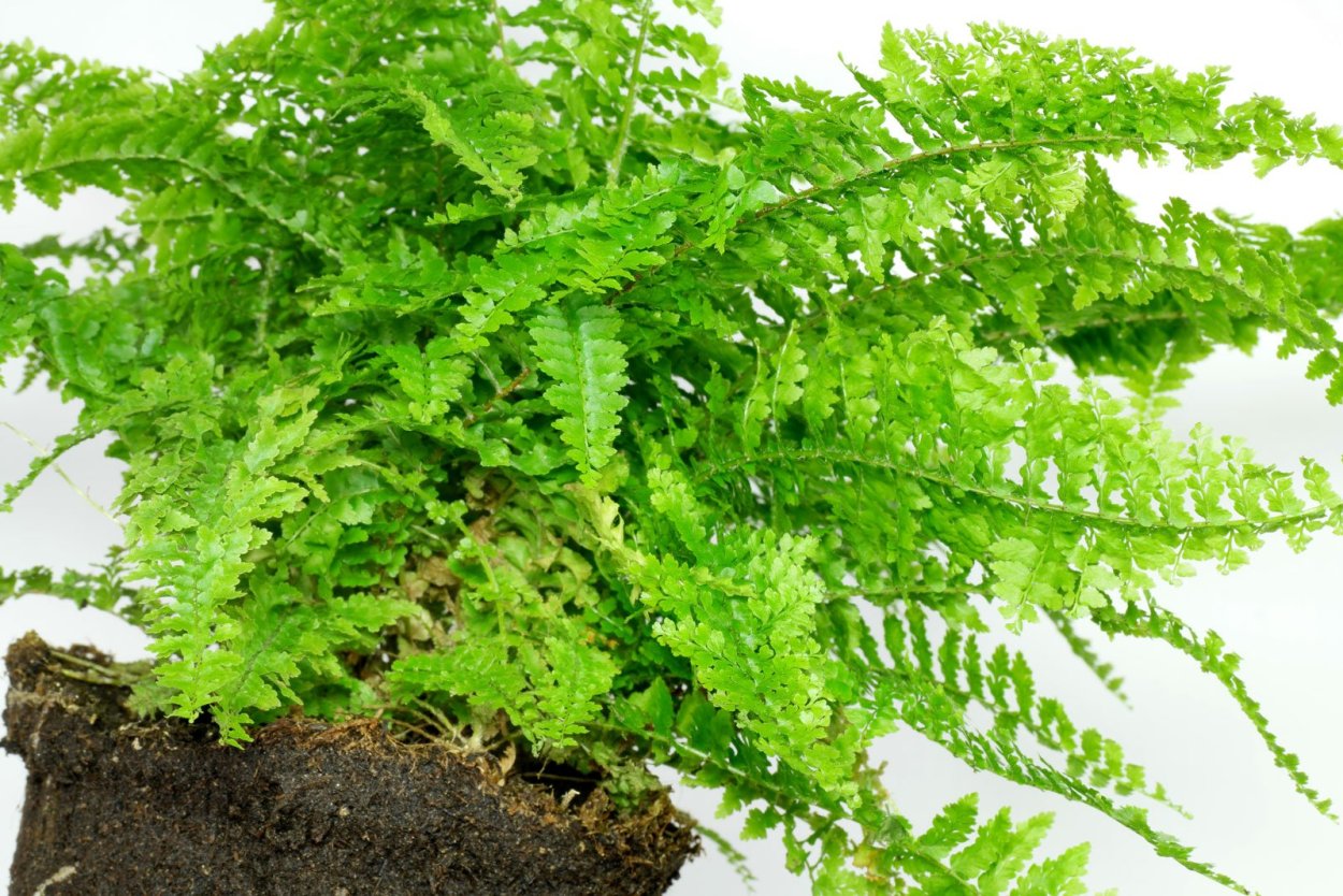 Папоротник нефролепис Глориоза