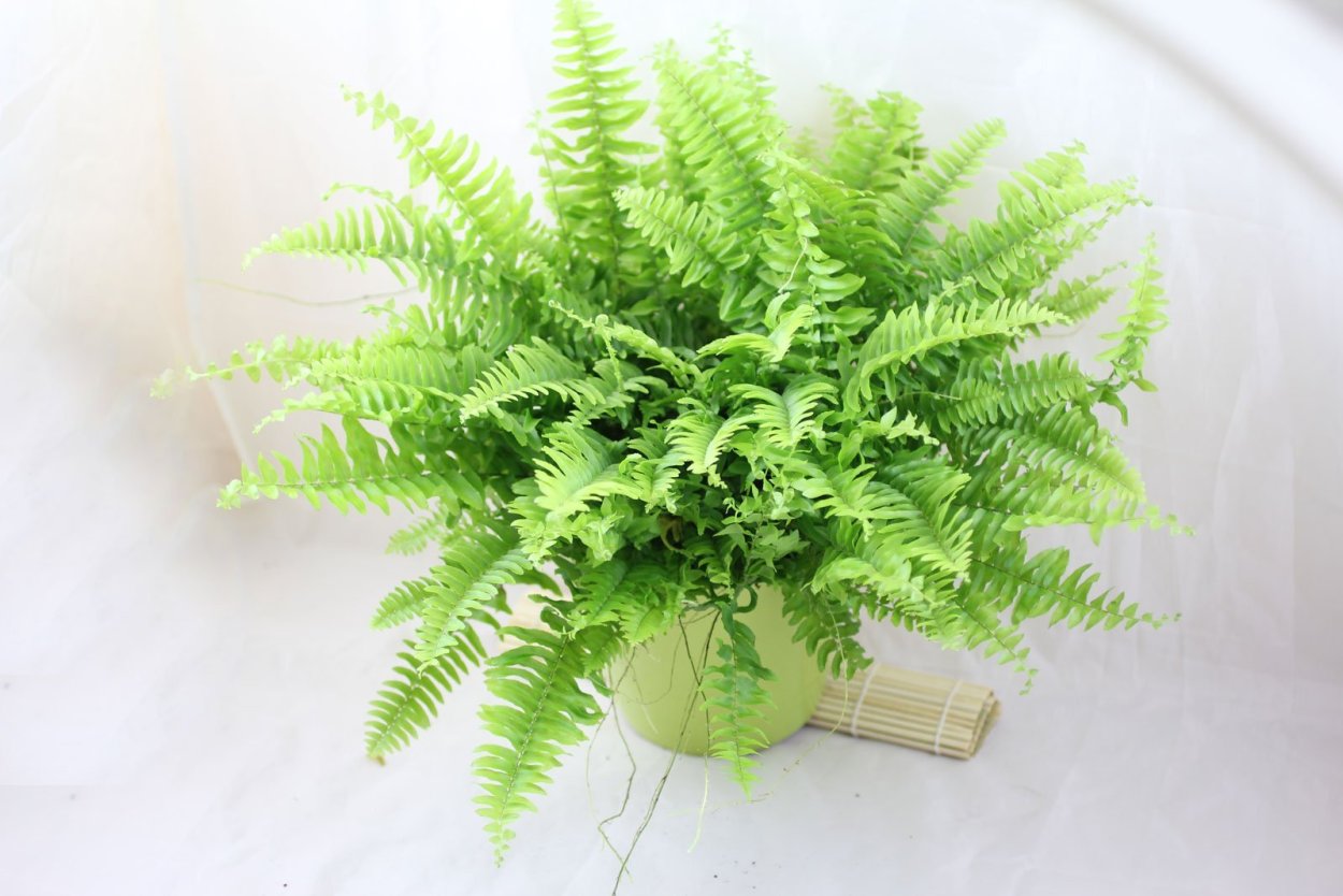 Нефролепис меч