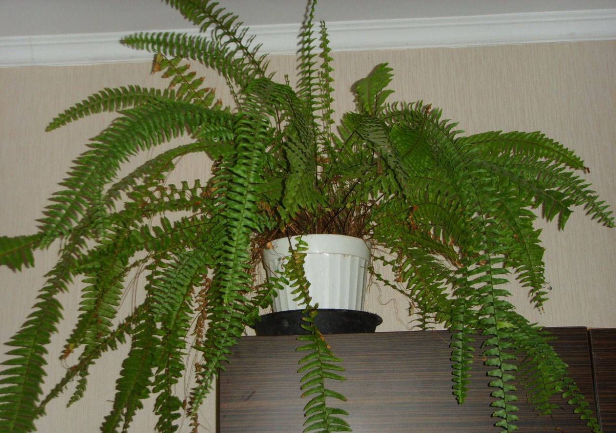 Адиантум, нефролепис,