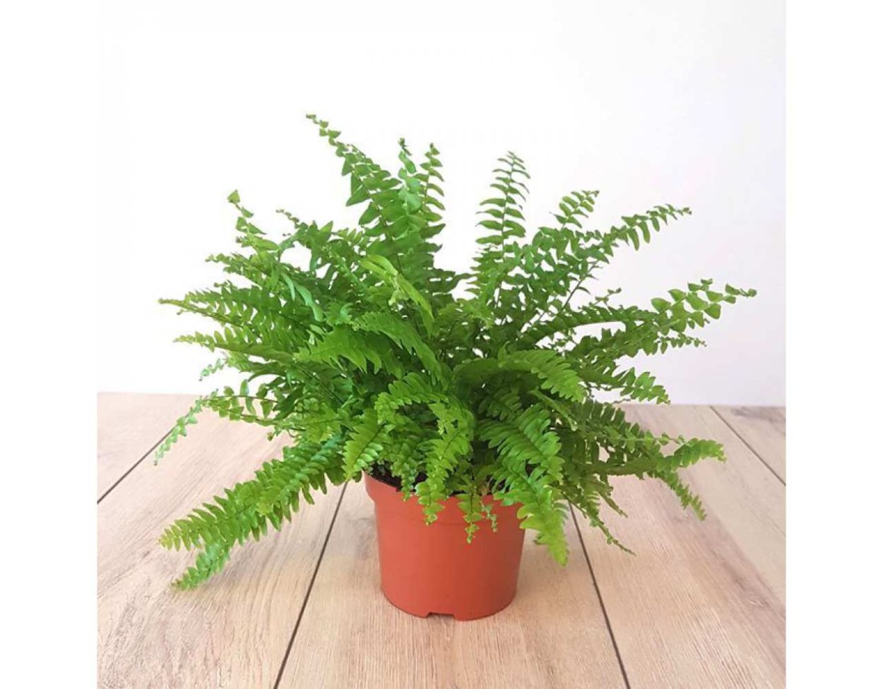 Папоротник Полиподиум