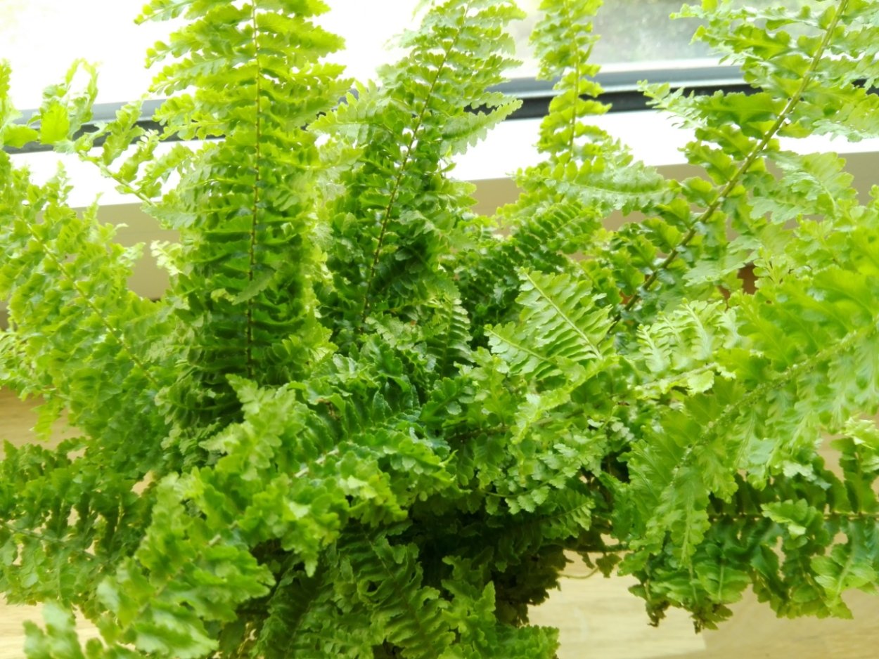 Нефролепис Виталь