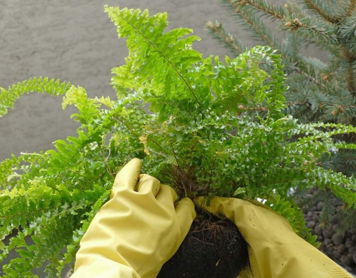 Нефролепис Уитмана