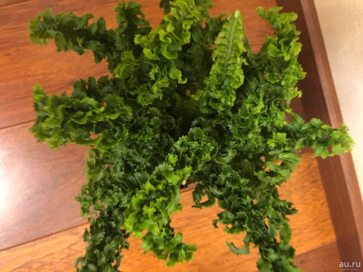 Кучерявый нефролепис папоротник