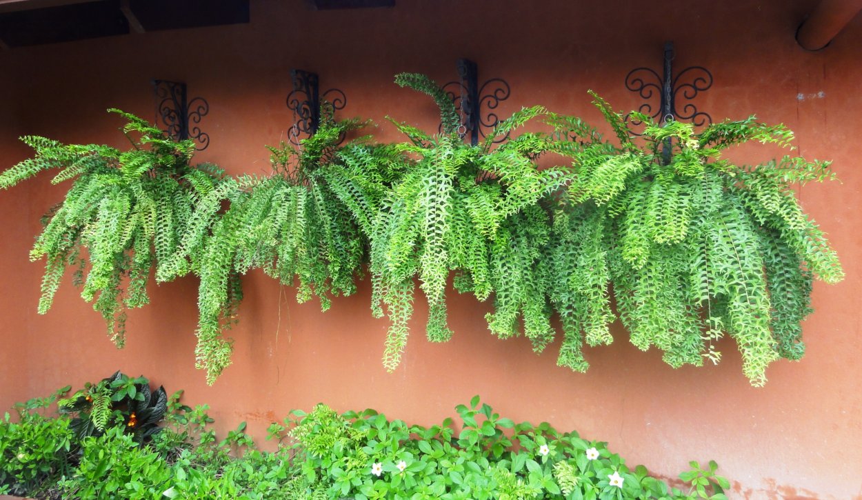 Нефролепис Биссерата