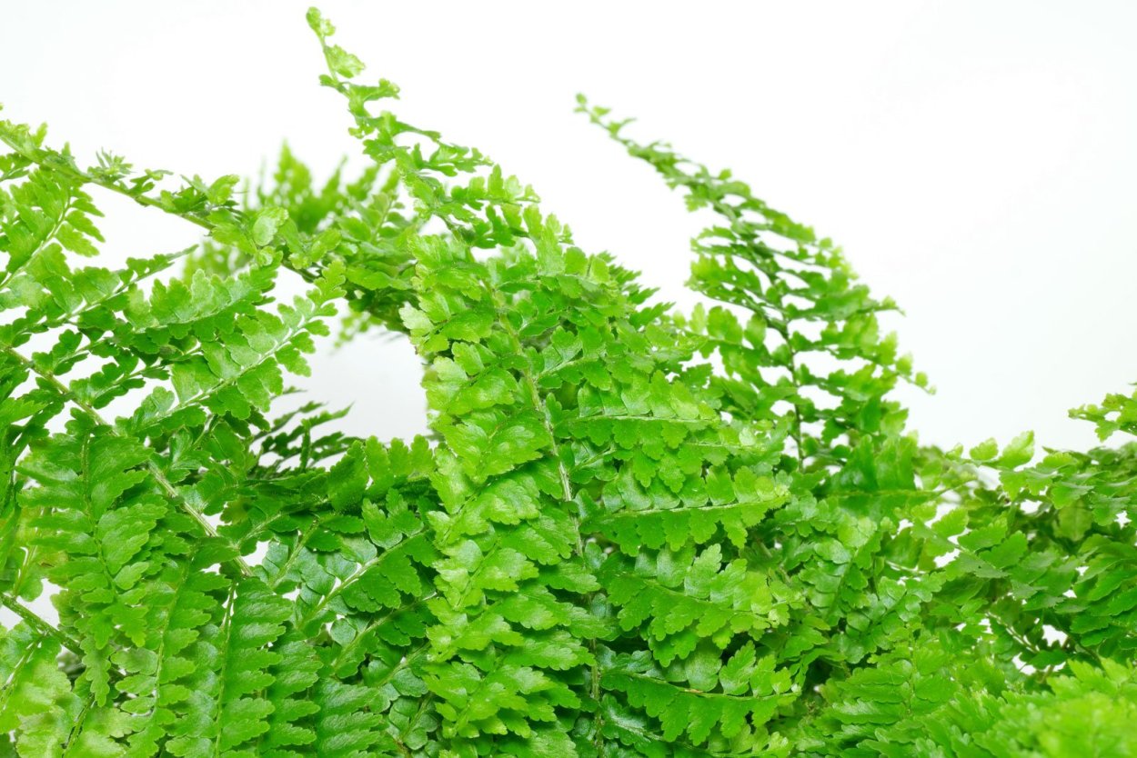 Нефролепис exaltata