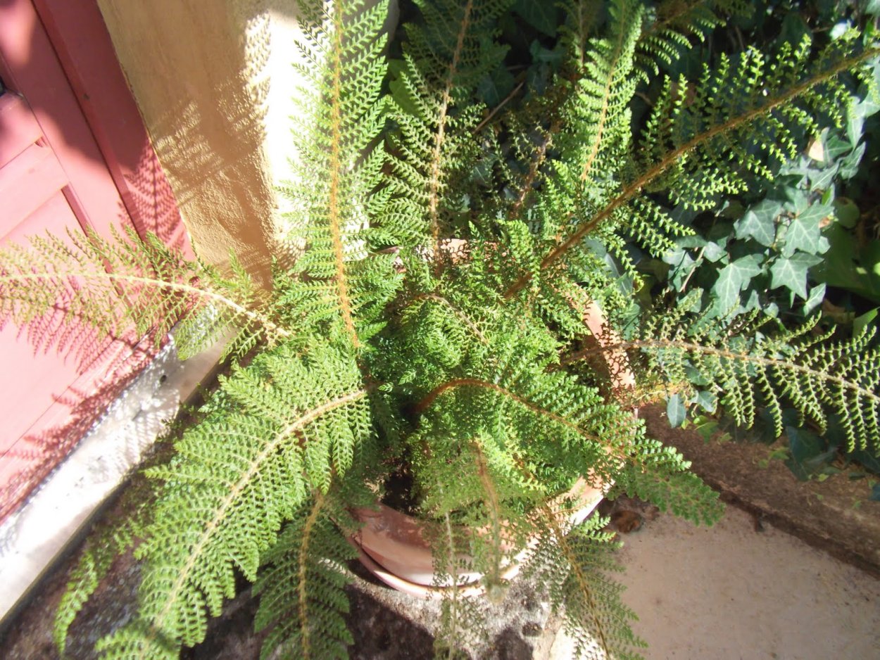 Нефролепис Рузвельта