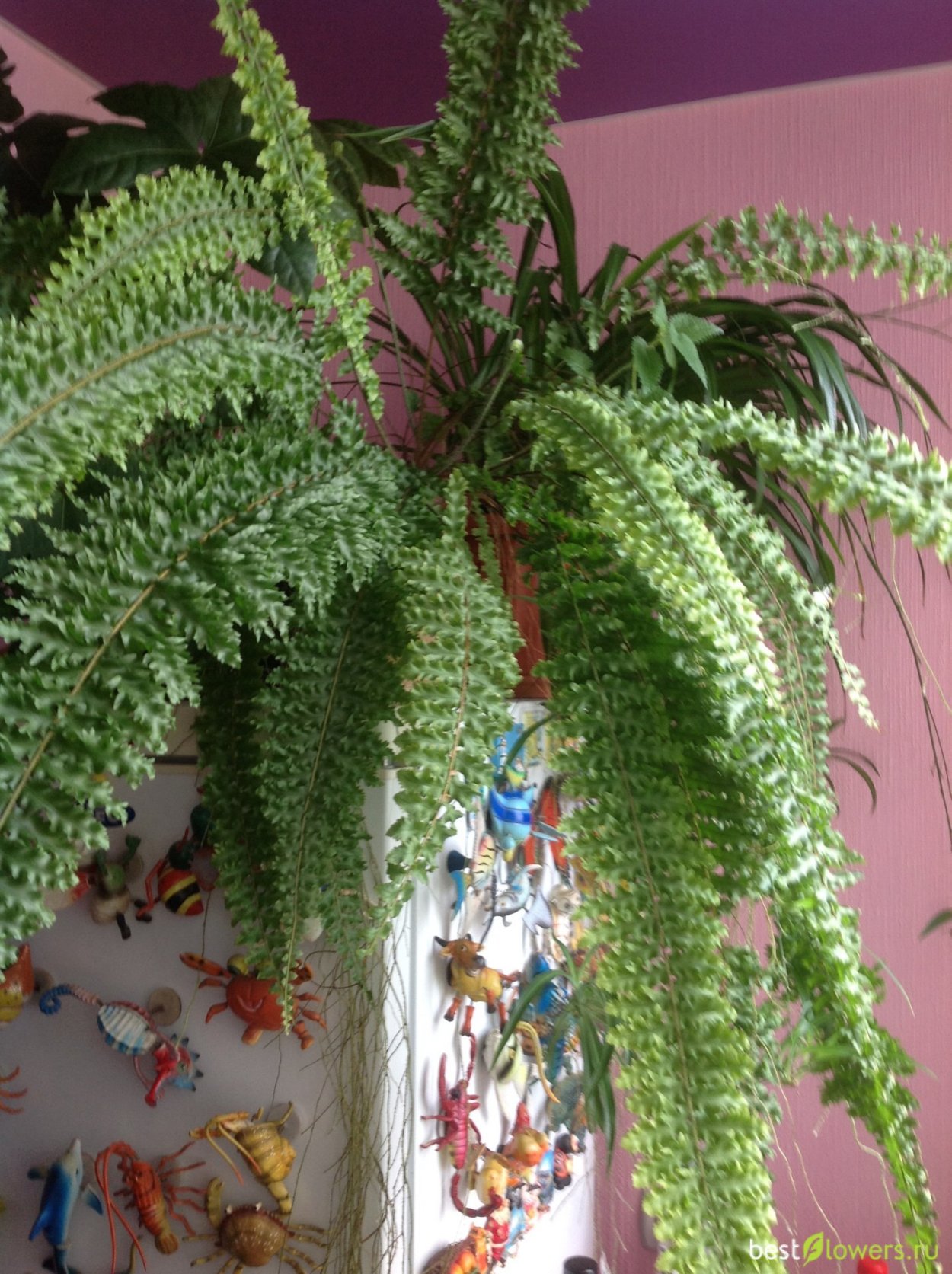 Нефролепис дваждыперистый