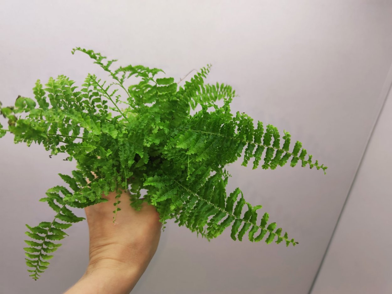 Папоротник нефролепис Глориоза