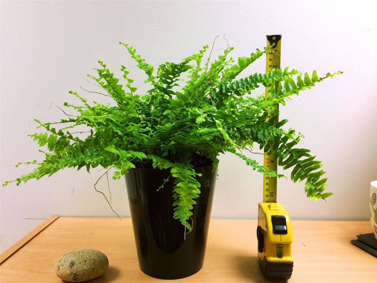 Нефролепис Бостон (50 см)