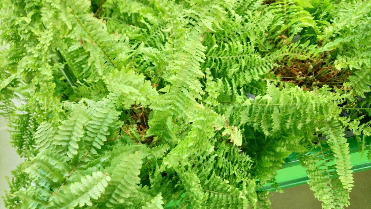 Нефролепис антракноз