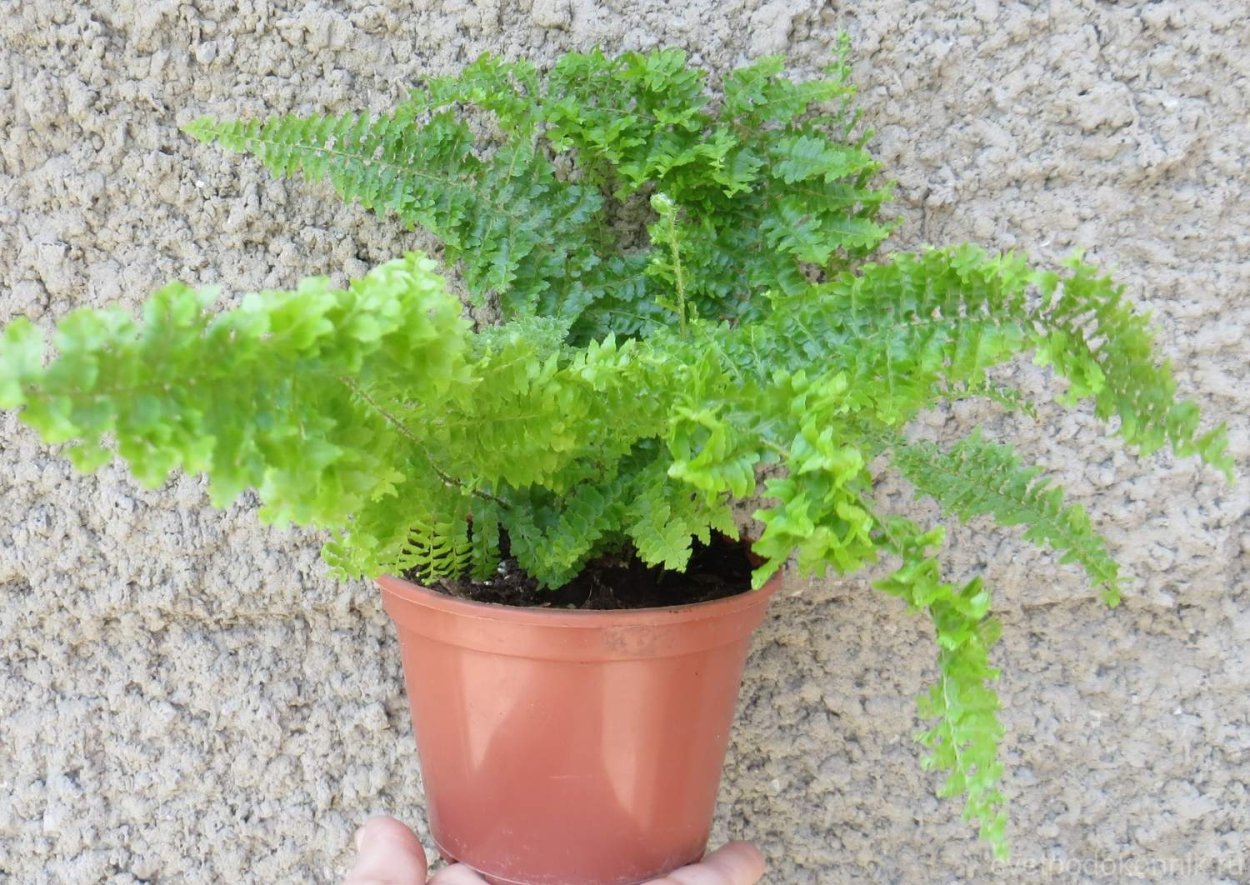 Nephrolepis Мариса