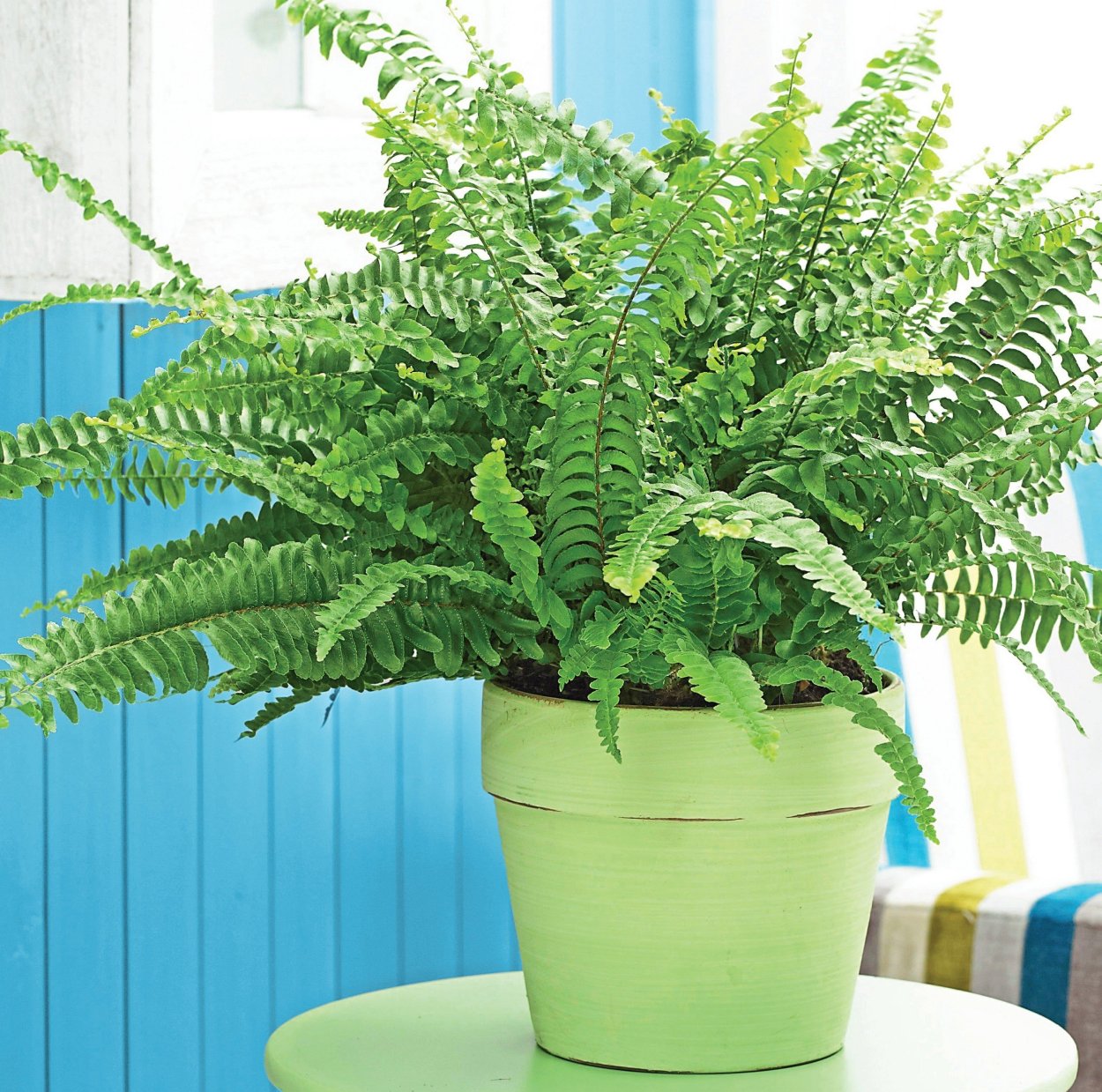 Цветок папоротник нефролепис