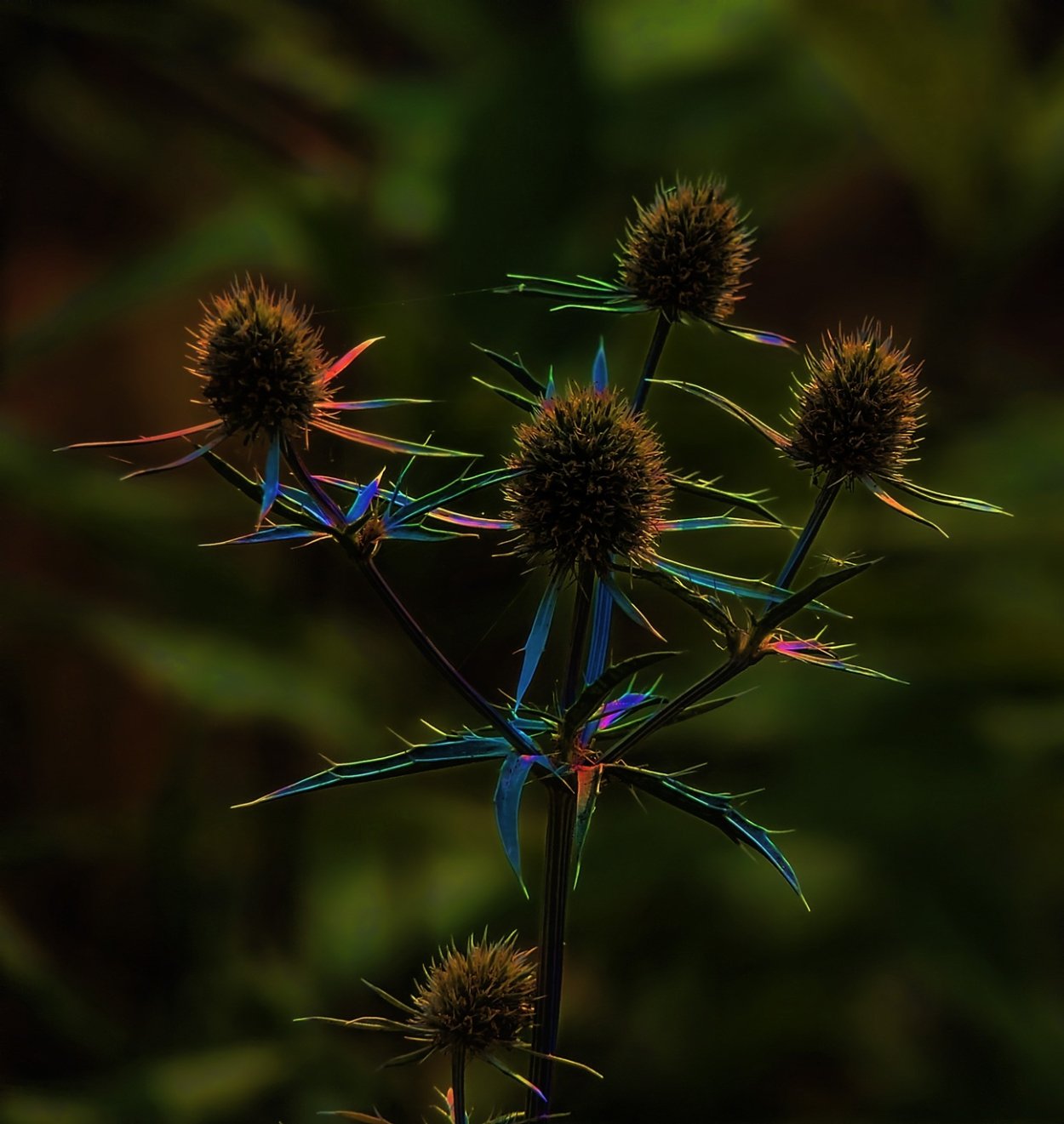 Колючки Саадана