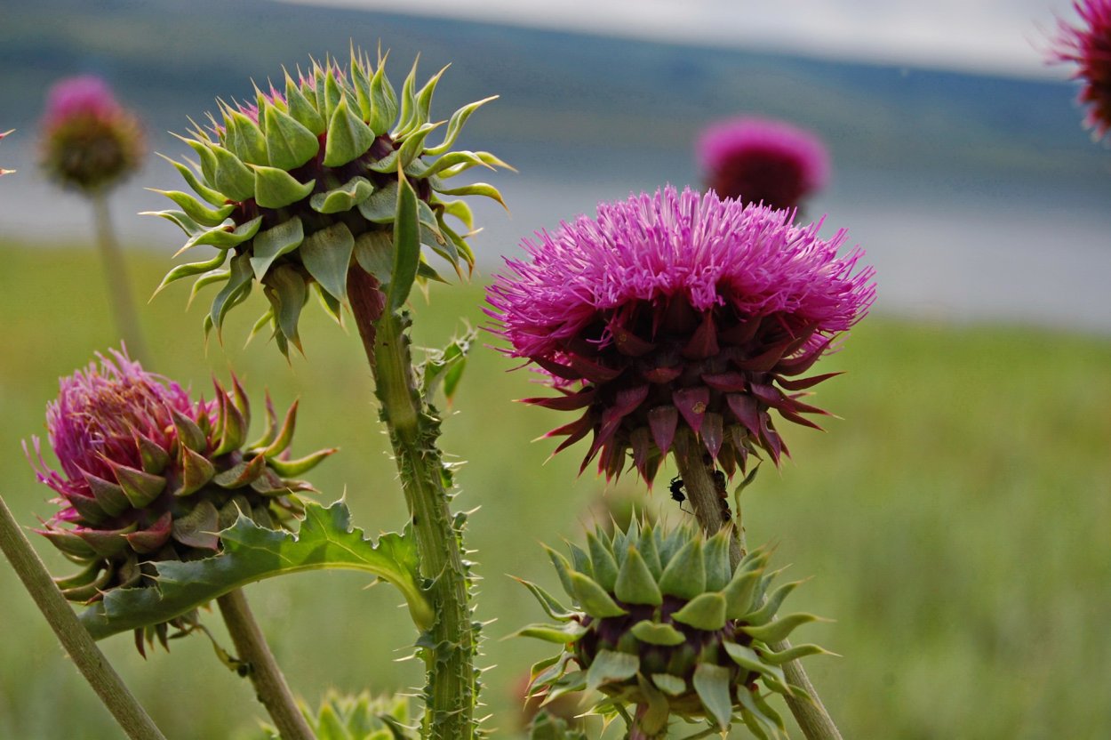 Чертополох сорта