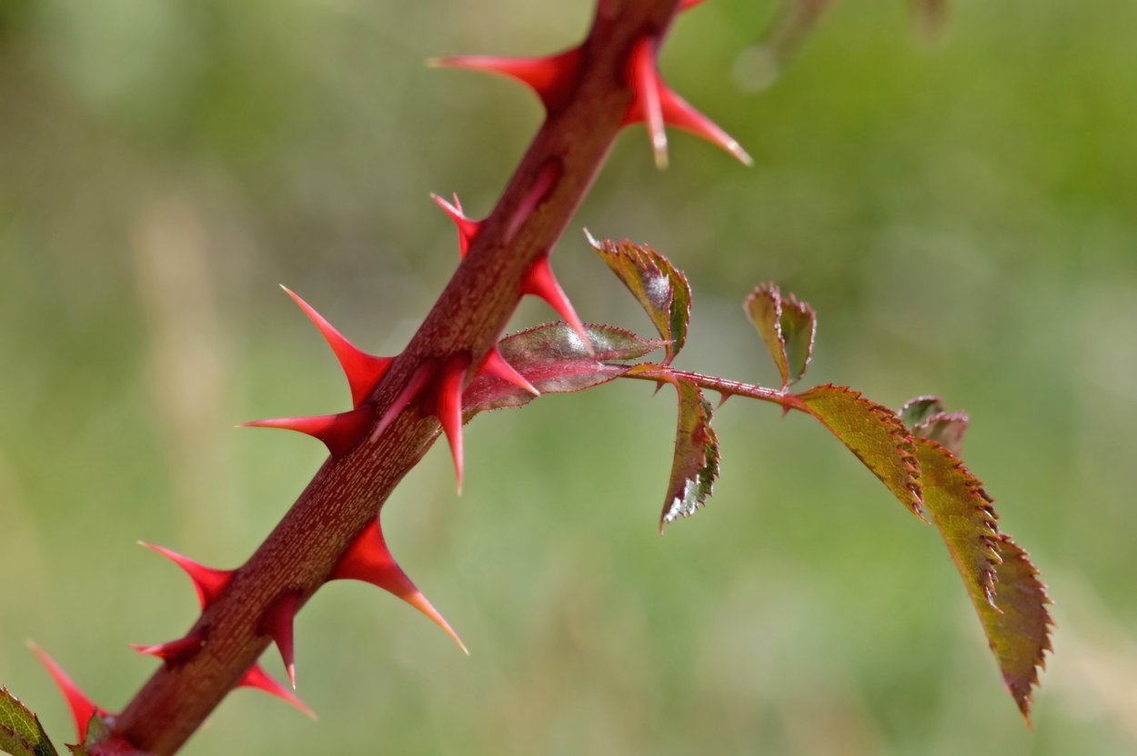 Thorny Brambles
