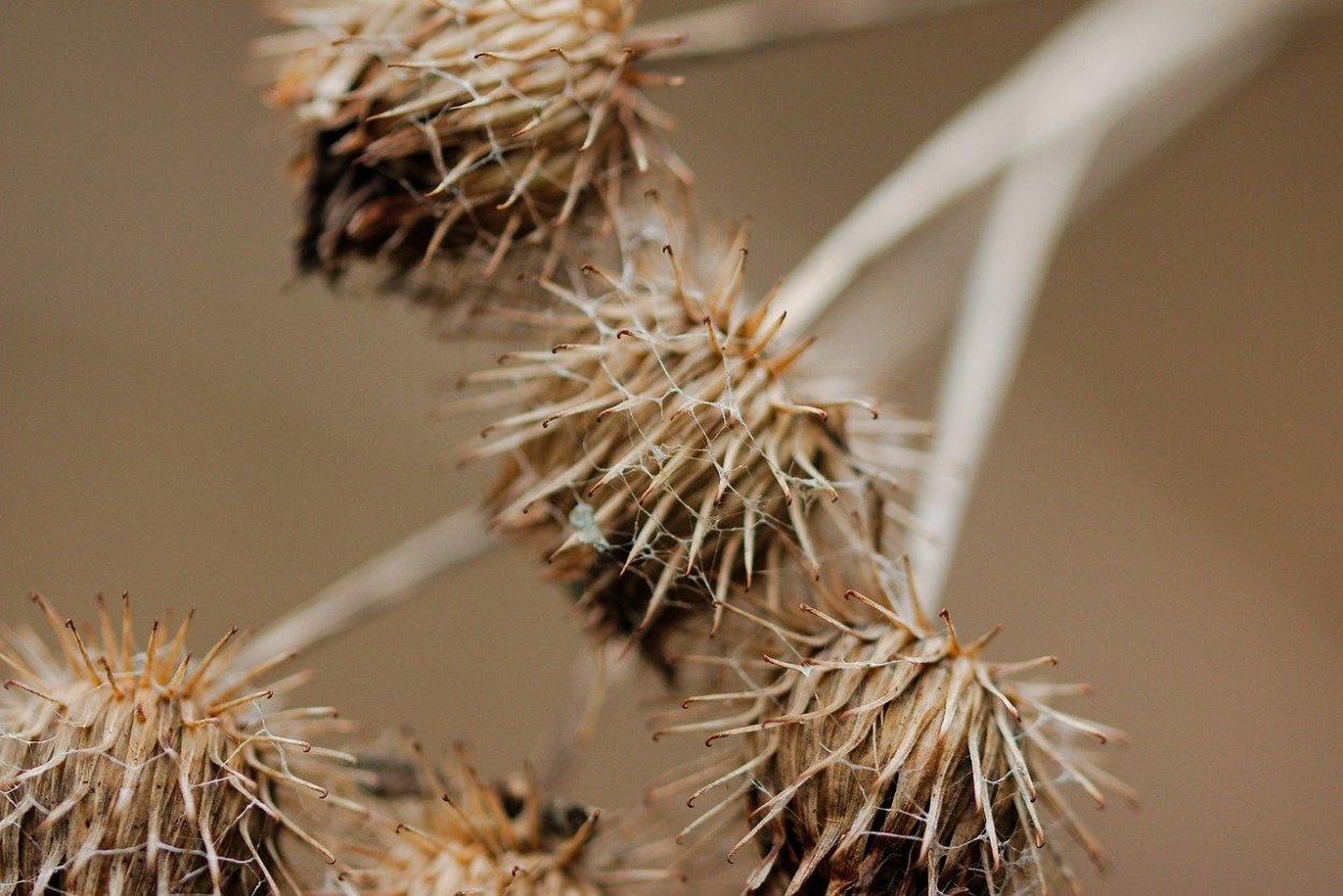 Татарник колючий семена