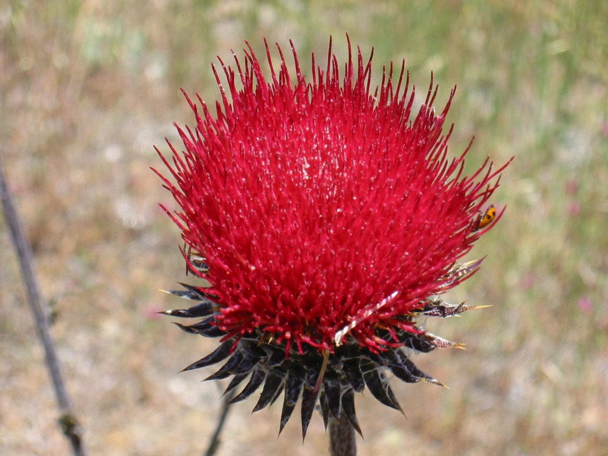 Чертополох колючий кустарник