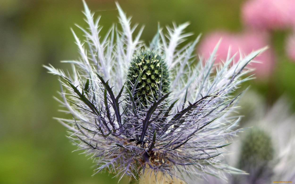 Колючки чертополоха