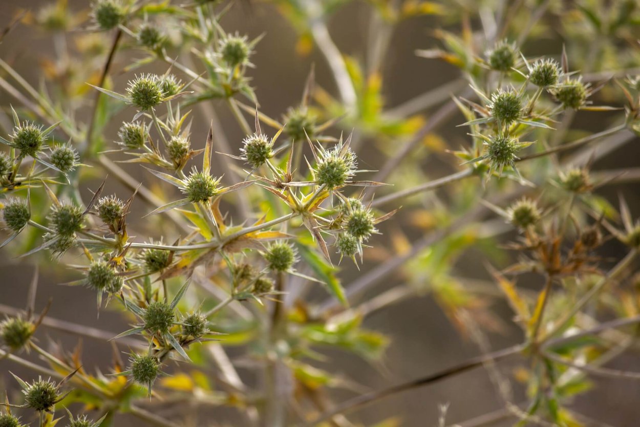 Дурнишник колючий, игольчатый