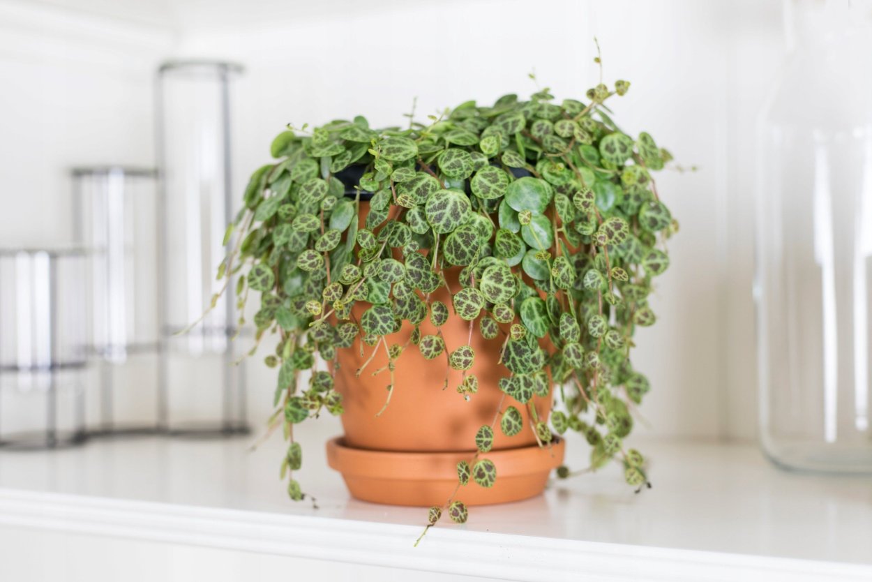 Пеперомия prostrata