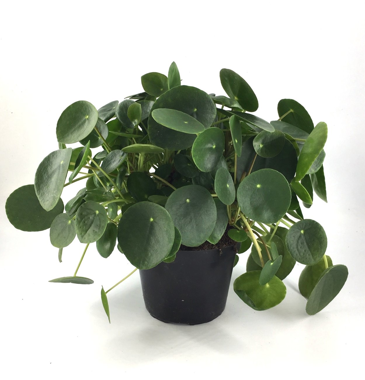 Пилея пеперомиевидная