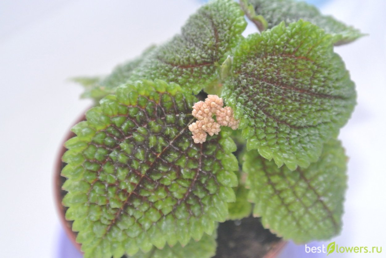 Пилея Лунная Долина