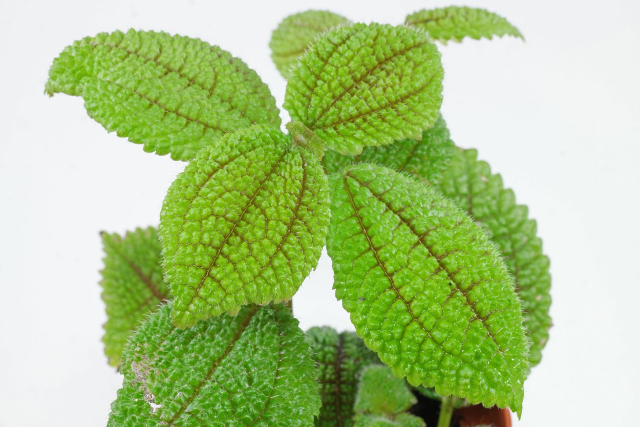 Пилея Мун Валей